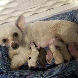 Chinese Crested and Poodle Puppies from Ariella Standard Poodles & Chinese Cresteds