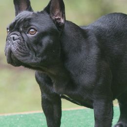 French Bulldogs from Pamela's French Bulldogs