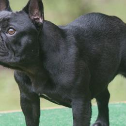 French Bulldogs from Pamela's French Bulldogs