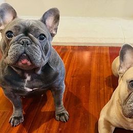 French Bulldogs from Valhalla Frenchies