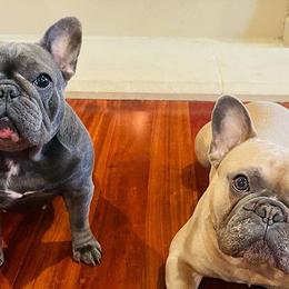 French Bulldogs from Valhalla Frenchies