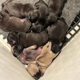 Boy 8 - Black male Pug puppy in Norborne, Missouri from Pug Palace