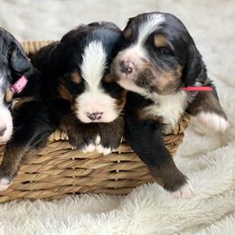 Bernese Mountain Dog Puppies from Bluffside Berners