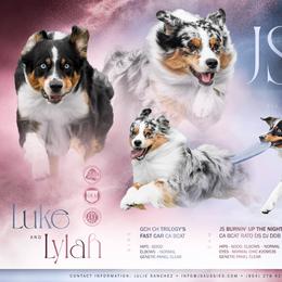 Australian Shepherd puppies from JS Aussies
