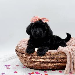 Lucy - Black female Bernedoodle puppy in Statesville, North Carolina from Doodle Babies