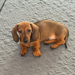 Fidget - Red male Dachshund puppy in Toledo, Ohio from Baldox Dachshunds