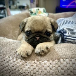 Pug Puppies from Triptych Kennels