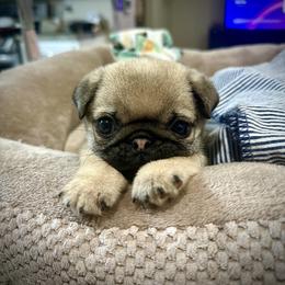 Pug Puppies from Triptych Kennels