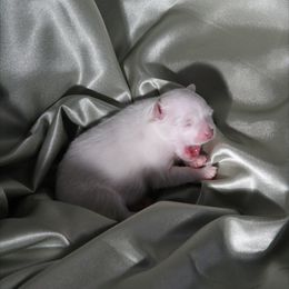 Pomeranian Puppies from Textilepoms