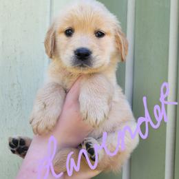 Lavendar collar - Light golden female Golden Retriever puppy in Brush Prairie, Washington from Paradise Peaks