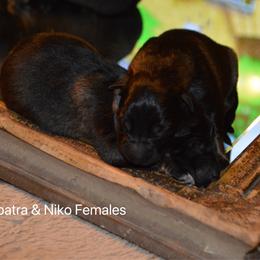 Girl 2 - Sable female German Shepherd puppy in Mariana, Florida from Haus M Godwin
