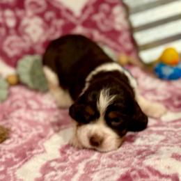 Turquoise Girl - Liver white and tan female English Springer Spaniel puppy in Cleburne, Texas from Powers English Springer Spaniels