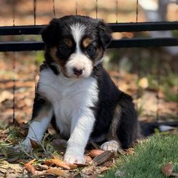 Girl 1 - Tri-color female Border Collie puppy in Morriston, Florida from Garcia Family Farms