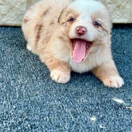 Merle female 1 - Red merle female Miniature Australian Shepherd puppy in Lemon Cove, California from Magic Ranch Mini Aussies