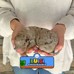 Luigi - Merle male Sheepadoodle puppy in Cleveland, Tennessee from Narrow Path Old English & Sheepadoodles