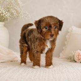 Kiana - Brown female Cavapoo puppy in Floyd, Virginia from Hearts and Paws Poodles and Doodles