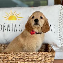 Golden Retriever Puppies from Morgan’s Heart of Gold Retrievers