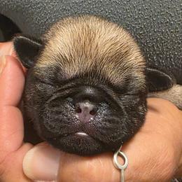 Purple Collar - Fawn female Pug puppy in New Braunfels, Texas from Kex Pug Haus