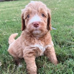 Gray - Apricot female Goldendoodle puppy in Morris, Alabama from 4H Doodles