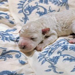 Draco - White male Sheepadoodle puppy in Austin, Texas from Darling Doodles