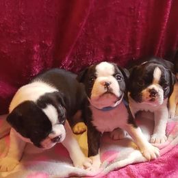 Boston Terriers from JoJens Bostons