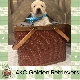 Ms. Blue - Golden female Golden Retriever puppy in Blue Springs, Missouri from Farmstead 51