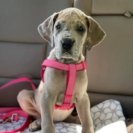 Great Dane Puppies from Sand Mountain Danes LLC
