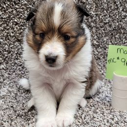 Miniature Schnauzers and Shetland Sheepdogs from Sassy's Classy Canines