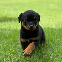 Girl 1 - Black and mahogany female Rottweiler puppy in Gloster, Mississippi from Mississippi Rottweilers