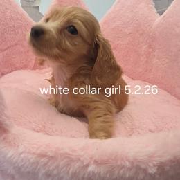 Chanel Rose ( white collar)2680 - Cream female Dachshund puppy in Bristol, Tennessee from It's Mini Wieners Baby