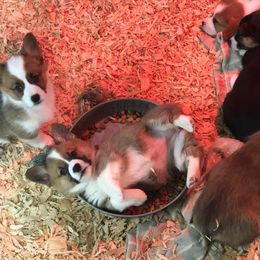 Pembroke Welsh Corgi Puppies from Foxie Moxie Corgis LLC