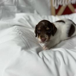 Sandy - Piebald female Dachshund puppy in Tulsa County, Oklahoma from Willow Creek Miniature Dachshunds