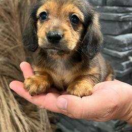 Maple - Black and tan female Dachshund puppy in Mena, Arkansas from Double B Corsos & Dachshunds