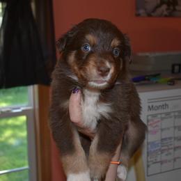 Gratin - Red tri-color male Australian Shepherd puppy in Altmar, New York from E&C Australian Shepherds