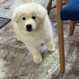 Boy 2 - White male Samoyed puppy in Spring City, Utah from White Rocks Samoyeds