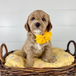 Hosanna - Yellow collar - Apricot female Goldendoodle puppy in The Woodlands, Texas from Golden Fields Doodles