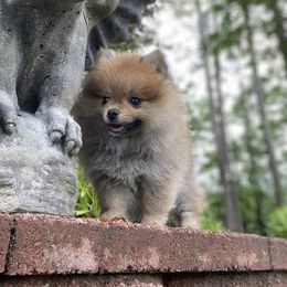 Pomeranian Puppies from Raleigh Pomeranians