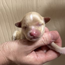 James - Apricot male Maltipoo puppy in Mabelvale, Arkansas from Durham's Designer Poos