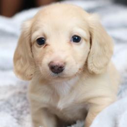 Bruno - Cream male Dachshund puppy in Cypress, Texas from Cypress Dachshunds
