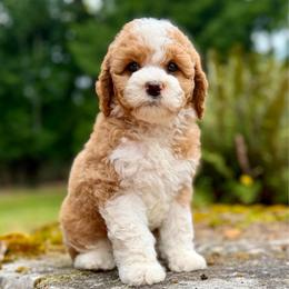 Bruno (Blue Collar) - Red male Bernedoodle puppy in Stanwood, Washington from Butter Cup Pups and Paws