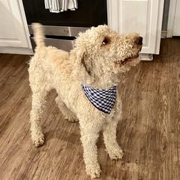 Mufasa - Poodle