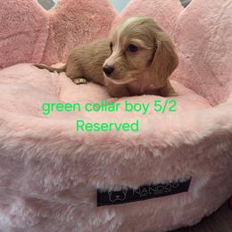 Knox Royale (green collar) 2600 - Cream male Dachshund puppy in Bristol, Tennessee from It's Mini Wieners Baby