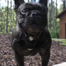 French Bulldogs from Ardent French Bulldogs
