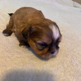 Boy 1 - Black gold and white male Shih Tzu puppy in Benbrook, Texas from Michael’s Shih Tzus