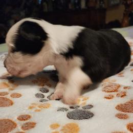 Boy 2 - Black & white male Toy Australian Shepherd puppy in Ocala, Florida from Crazy Aussie Chaos