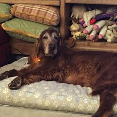 Irish Setter All Grown Up from Rumraisin Irish Setters