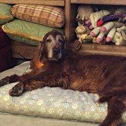 Irish Setter All Grown Up from Rumraisin Irish Setters