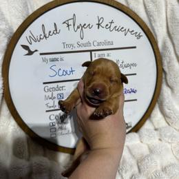 Scout - red collar - Yellow male Labrador Retriever puppy in Troy, South Carolina from Wicked Flyer Retrievers