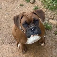 Hershey - Boxer