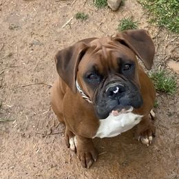 Hershey - Boxer